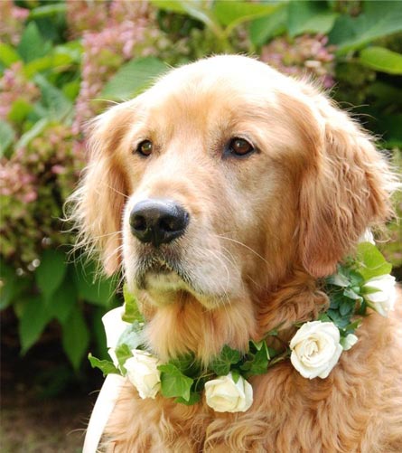 wedding day dog with flowers